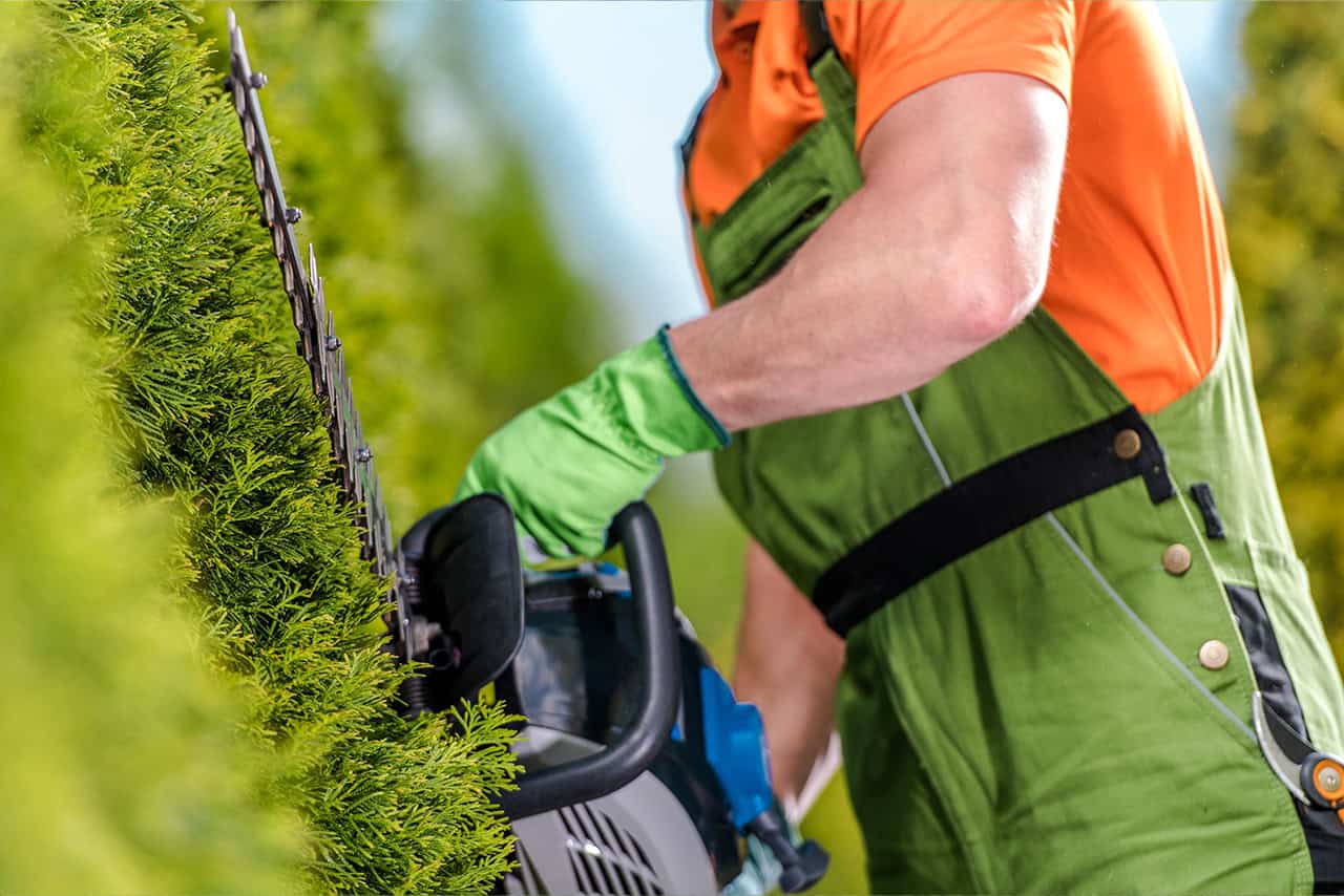 Baum- und Heckenschnitt GSW Galabau Homburg